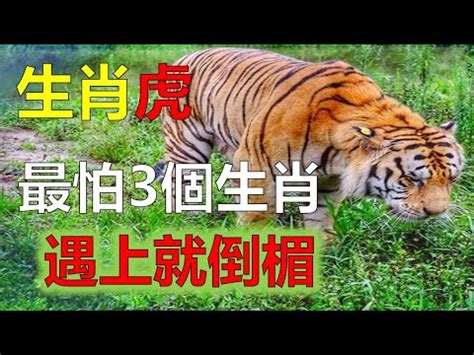 屬虎的人禁忌|屬虎的人有哪些生活禁忌？詳細解說與避免的方法